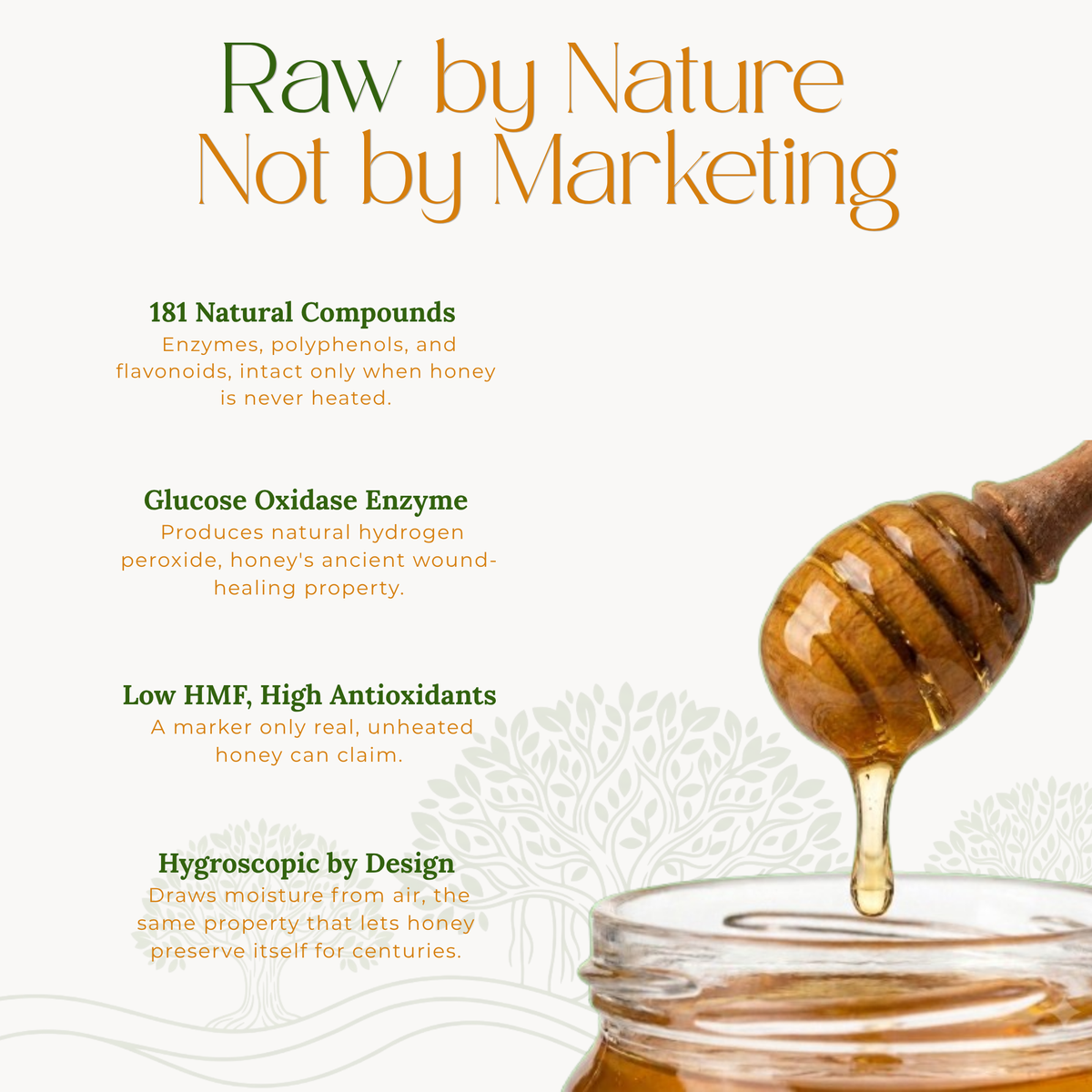 Wild Forest Honey