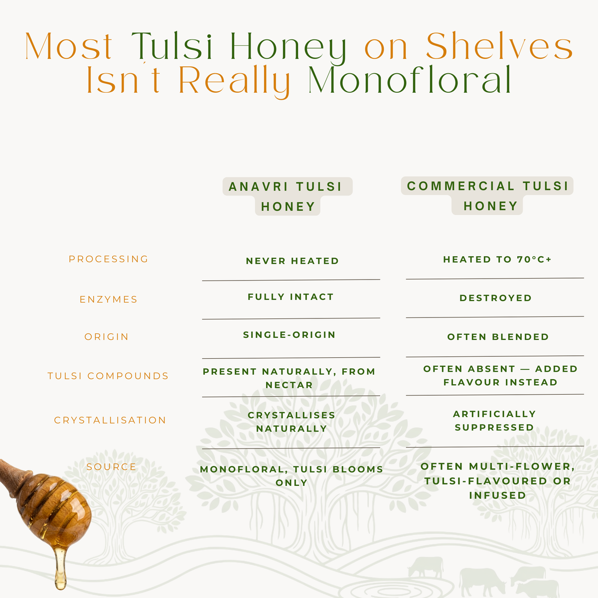Monofloral Tulsi Honey